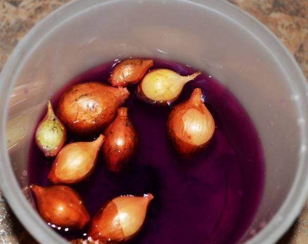 Avant la plantation, Sevok est traité avec une solution de permanganate de potassium