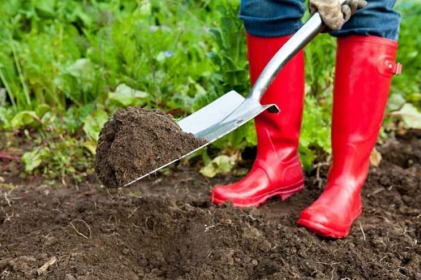 From autumn, you need to remove the plot from weeds and last year’s plants and fertilize it with organic matter.