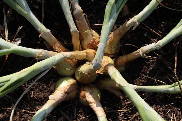 6-12 nouvelles sont formées à partir d'un bulbe de variété aristocratique