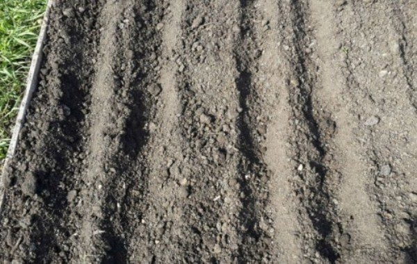 Lit pour planter des oignons chernushki