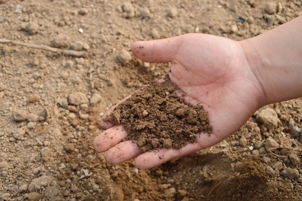 Soil needs fertile, water and breathable
