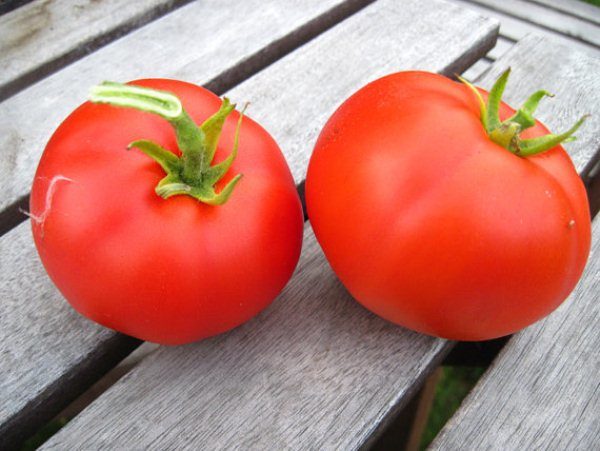 Early ripe variety of tomato Moskvich