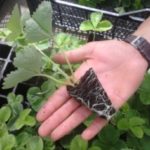 Разсад на касети