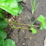 Развъждане на мустаци от ягоди