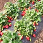 Ягода под черен покриващ материал