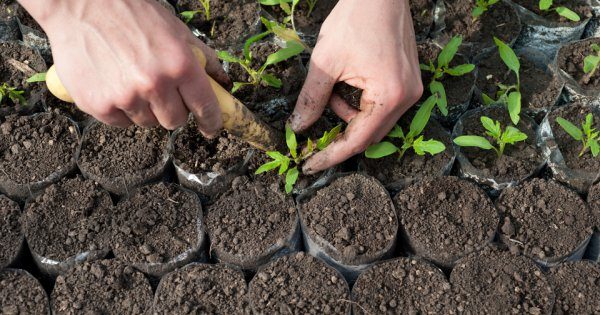 Sampling of tomato seedlings in separate pots