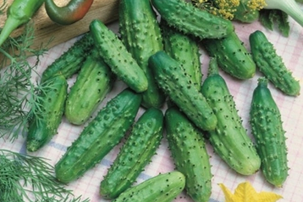 The main feature of the variety is the small size of the fruit, which varies from 10 to 12 cm