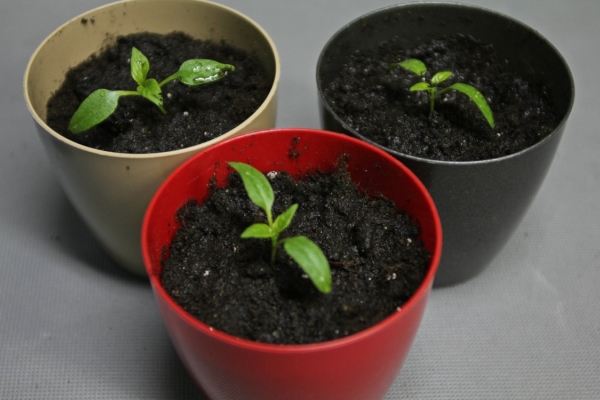 La variété n'aime pas les greffes, les graines doivent être semées dans des gobelets séparés