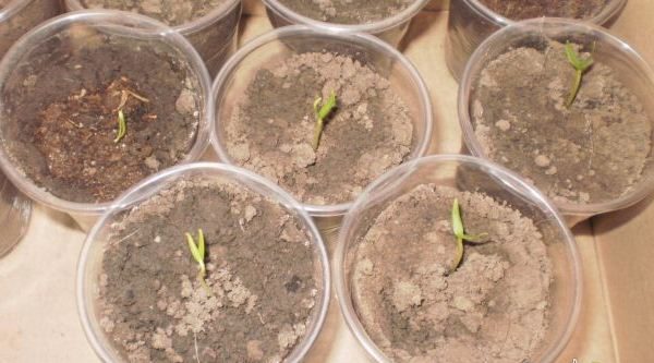 Biber Claudio ilk sürgünler