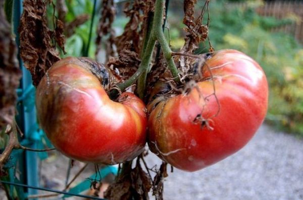 Iodine is able to cure tomatoes from phytophthora
