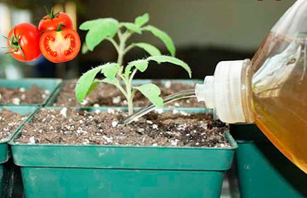 For the first time, seedlings of tomato are fed with iodine after the appearance of the second pair of leaves.