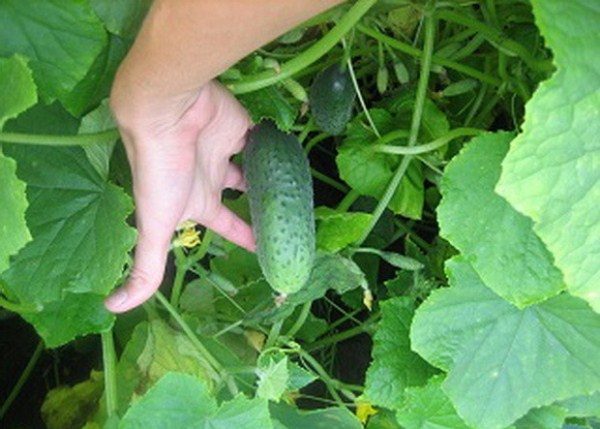Harvesting cucumber variety Kid