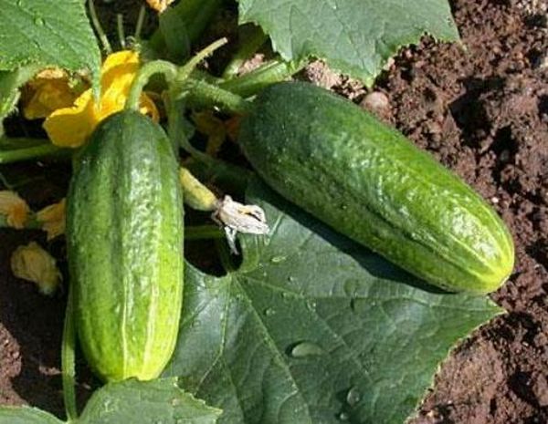 Die Länge der Früchte des Graceful etwa 13 cm, Gewicht bis zu 120 Gramm