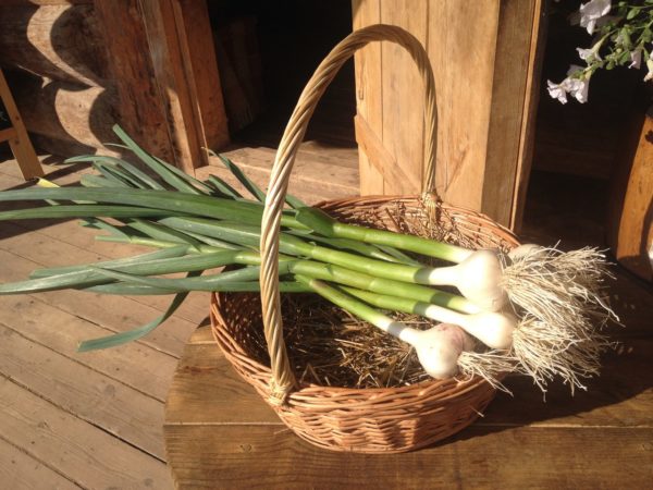Harvesting young garlic