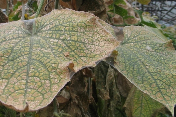 Spider mite on cucumber leaves
