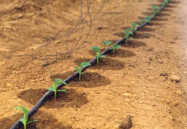 irrigazione a goccia