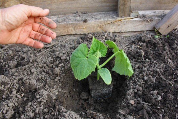 Plantar mudas de pepino em terreno aberto