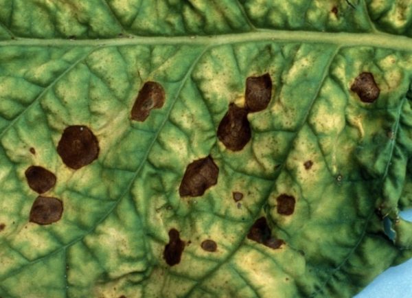 Kladosporioz πιπέρι στο αρχικό στάδιο