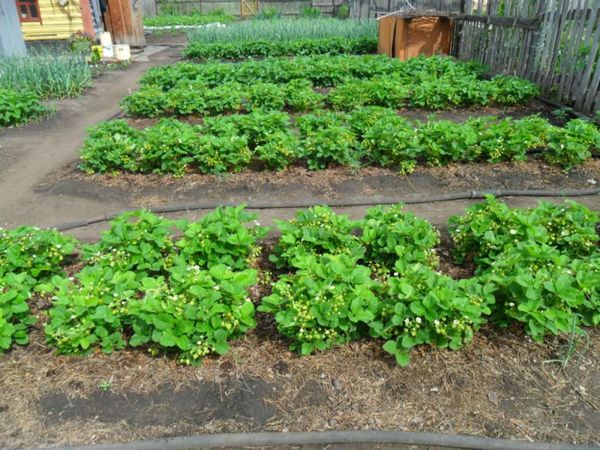 For planting strawberries need to choose a flat open areas.