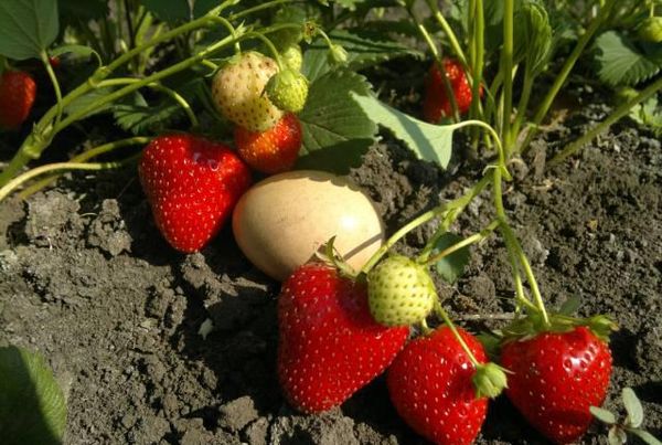 Rotation of strawberry varieties should not be neglected