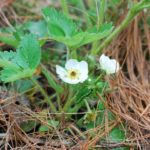 Needles are ideal for mulching.