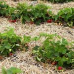 You can also use sawdust