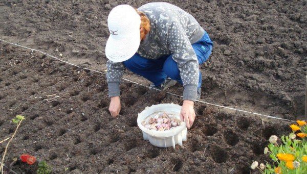 Le commerce de l'ail peut commencer par une petite banlieue