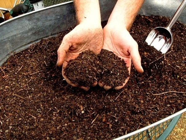 Before planting cucumbers, bed should be composted