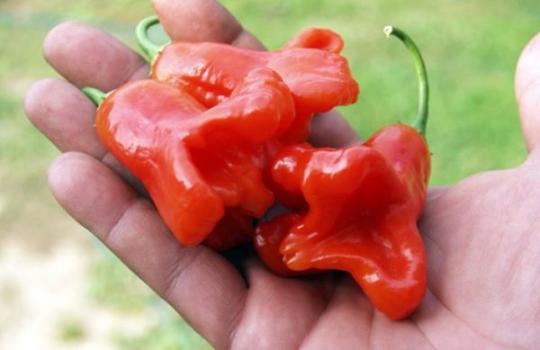 Pepper bell on palm closeup