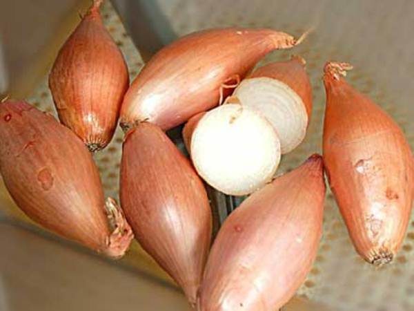 Arc échalote en coupe