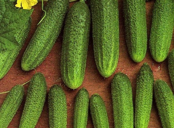  Variedade cultivada Libelle F1