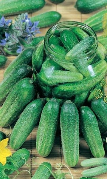 Сортът Libelle F1 е идеален за консервиране.