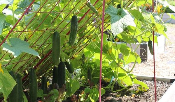 С вертикалното култивиране на краставиците Либела се нуждае от обвързване