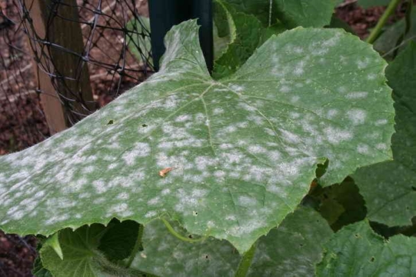 Downy mildew on cucumbers