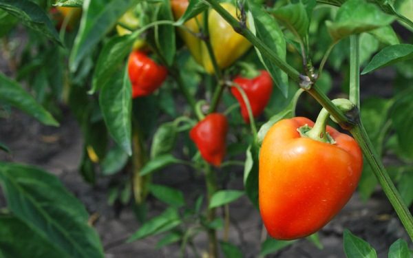 Вид поглъщане, устойчив на много чести заболявания