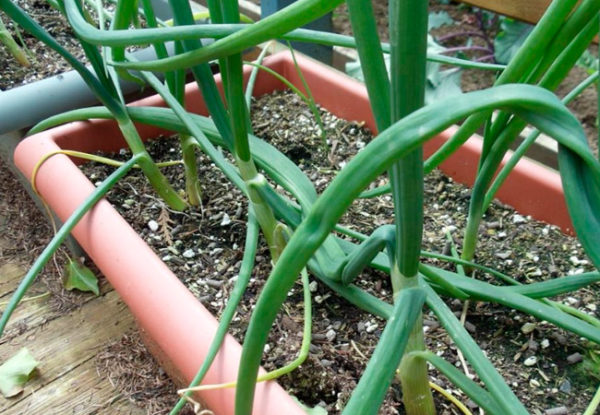 Oignon rouge poussant dans un plateau