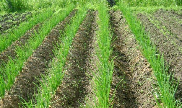 Les oignons familiaux poussent bien sur des sols légers et friables à la structure uniforme.