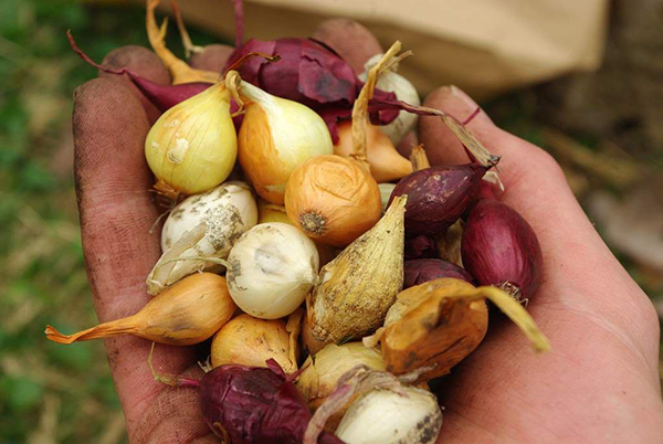 Top grades: Kaba, Strigounovsky, Sturon, Centurion F1, Baron Rouge, Ural, mai