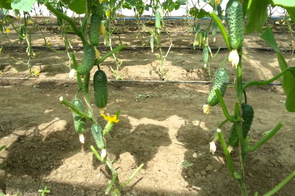 Η ποικιλία είναι στα μέσα της σεζόν, δεν απαιτεί επικονίαση, υψηλή απόδοση