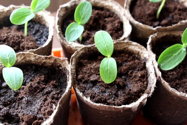 For seedlings sown in the middle or end of April, preferably in peat cups