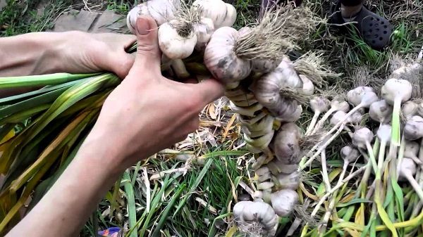 Προετοιμασία σκόρδου για αποθήκευση