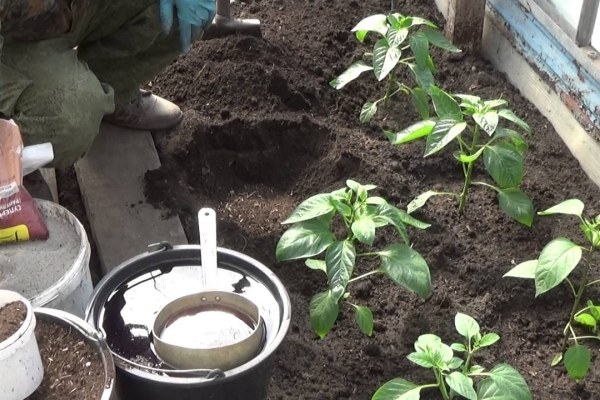 For the southern regions, the landing time is mid-May; for the central and northern ones - the beginning of June