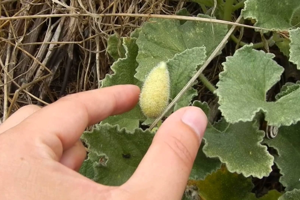 لمنع الانبات الذاتي الغزير ، تحتاج إلى اختيار الثمار قبل أن تنضج.