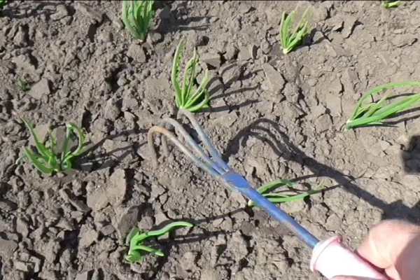 Младият лук трябва редовно да се разхлабва