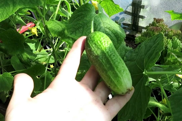 الصنف له العديد من المزايا ، ليس له أي عيوب