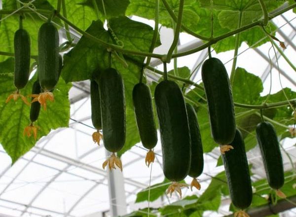  Variedade de Pepino Murashka