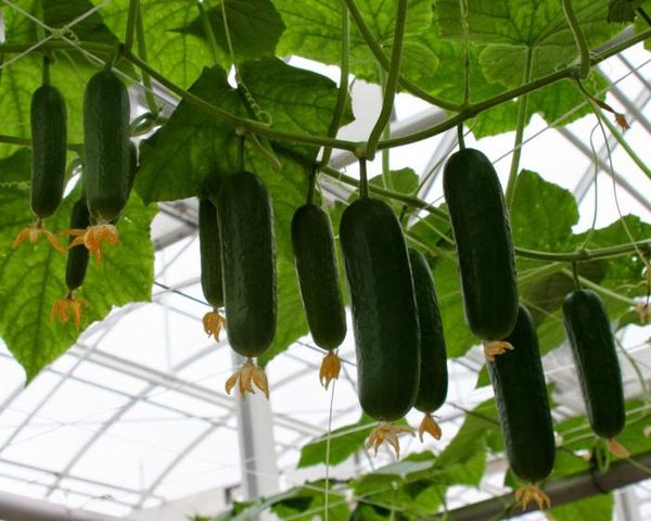  Salatalık çeşitliliği Murashka