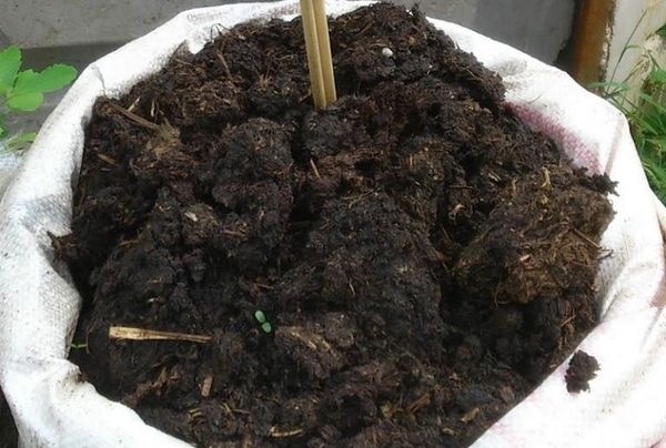 Конският тор може да се използва като първото хранене на разсад