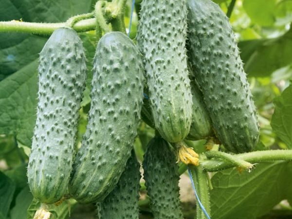 Прибирането може да се извърши през целия период на плод.