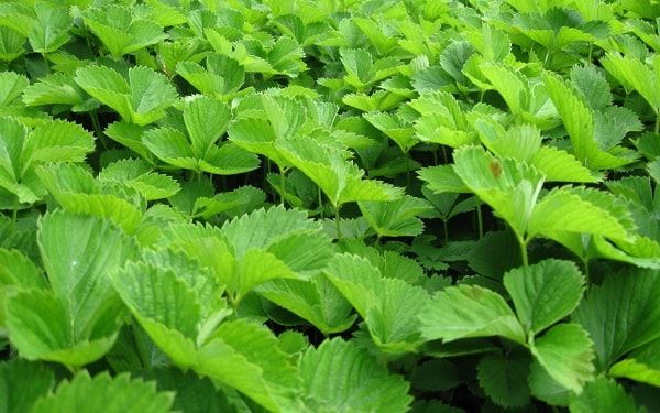  Le fragole non fioriscono